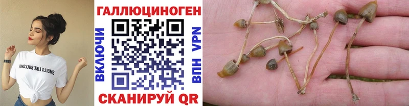 Галлюциногенные грибы Psilocybe  магазин  наркотиков  Губкинский 