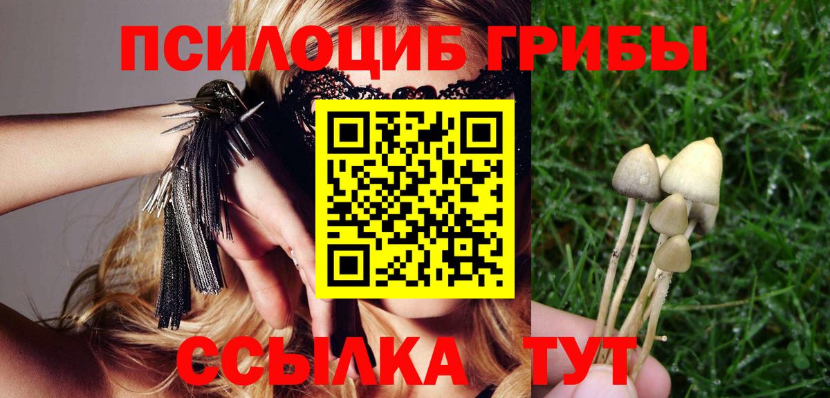 Губкинский  Псилоцибиновые грибы Psilocybe  Вход с VPN 